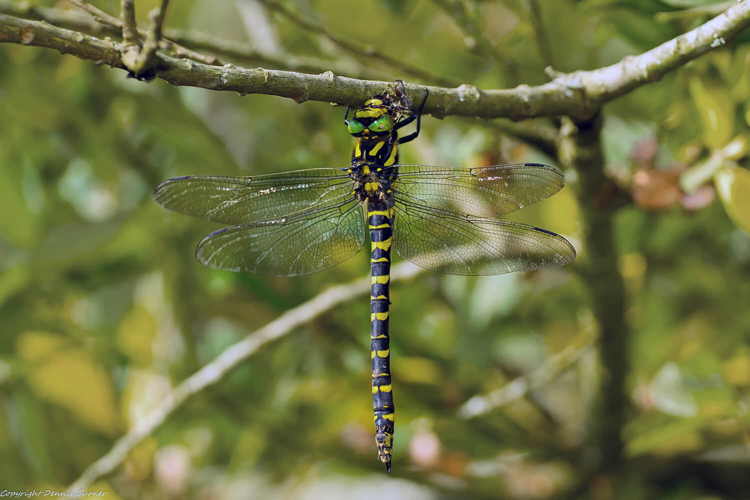 Female Cordulegaster boltonii by Dennis Gurner.